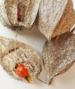 Wilko Chinese Lanterns Physalis Alkekengi common bladder cherry, Chinese lantern, strawberry ground cherry, winter cherry