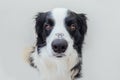 Will you marry me. Funny portrait of cute puppy dog border collie holding wedding ring on nose isolated on white background.