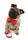 Will you marry me pug Royalty Free Stock Photo