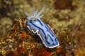 Willan's chromodoris Royalty Free Stock Photo