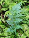 Willdenowii Selaginella Fern