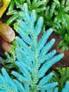 Willdenowii Selaginella Fern