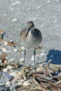 Willet Royalty Free Stock Photo