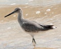 Willet Royalty Free Stock Photo