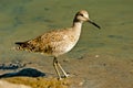Willet Royalty Free Stock Photo