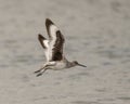 Willet with adult breeding plummage flying over Chokoloskee Bay in Florida