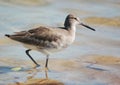 Willet on the Beach Royalty Free Stock Photo