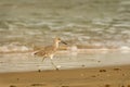 Willet on Beach Royalty Free Stock Photo