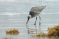 Willet On The Beach Royalty Free Stock Photo