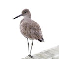 Willet Bird