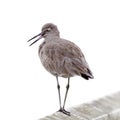 Willet Bird Royalty Free Stock Photo