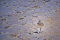 A Willet Bird on Destin Beach