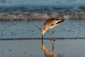 Willet Bird feeding