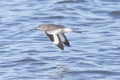 Willet Bird Flying over Water