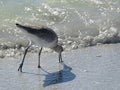 Willet Bird on sand