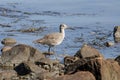 Willet bird Royalty Free Stock Photo