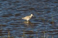 Willet bird