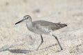 Willet Bird Walking in the Sand Royalty Free Stock Photo