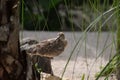 Willet Bird Standing on a White Sandy Beach Royalty Free Stock Photo