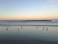 Willet Birds at South Daytona Beach during Sunset. Royalty Free Stock Photo