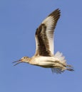 Willet (Catoptrophorus semipalamatus) flying Royalty Free Stock Photo