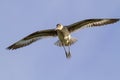 Willet (Catoptrophorus semipalamatus) flying Royalty Free Stock Photo