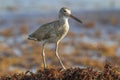 Willet (Catoptrophorus semipalmatus), catching insects in drift seaweed along the ocean coast. Royalty Free Stock Photo