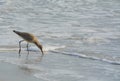 Willet catoptrophorus semipalmatus feeding on Indian Rocks beach in Florida, USA Royalty Free Stock Photo