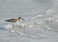 Willet catoptrophorus semipalmatus feeding on Indian Rocks beach in Florida, USA Royalty Free Stock Photo