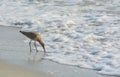 Willet catoptrophorus semipalmatus feeding on Indian Rocks beach in Florida, USA Royalty Free Stock Photo