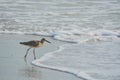 Willet catoptrophorus semipalmatus feeding on Indian Rocks beach in Florida, USA Royalty Free Stock Photo