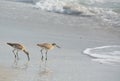 Willet catoptrophorus semipalmatus feeding on Indian Rocks beach in Florida, USA Royalty Free Stock Photo