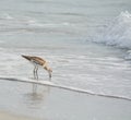 Willet catoptrophorus semipalmatus feeding on Indian Rocks beach in Florida, USA Royalty Free Stock Photo