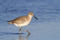 Willet (Catoptrophorus semipalmatus), foraging along the ocean coast