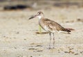 Willet (Catoptrophorus semipalmatus) on the ocean coast