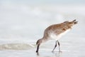 Willet, Catoptrophorus semipalmatus, sea water bird in the nature habitat. Animal on the ocean coast. Bird in the sand beach, beau