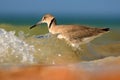 Willet, Catoptrophorus semipalmatus, sea water bird in the nature habitat. Animal on the ocean coast. Bird surfing in the waves.