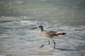 Willet on a Florida Beach Royalty Free Stock Photo