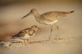 Willet in Florida Royalty Free Stock Photo