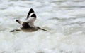 Willet flying over breaking waves Royalty Free Stock Photo