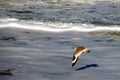 Willet flying over Florida Beach