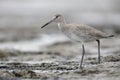 Willet foraging on a beach in winter - Jekyll Island, Georgia