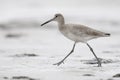 Willet foraging on a beach in winter - Jekyll Island, Georgia