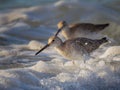Willet hunting for food in the surf Royalty Free Stock Photo
