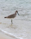 A Willet looks for food in the waves of the Gulf of Mexico Royalty Free Stock Photo