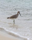 A Willet looks for food in the waves of the Gulf of Mexico Royalty Free Stock Photo