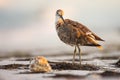 Willet in Morning Sun Royalty Free Stock Photo
