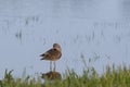 Willet Preening in Water