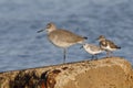Willet, Sanderling and Ruddy Turnstone on a seawall - Florida