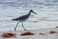 A Willet sandpiper on the beach in Florida Royalty Free Stock Photo